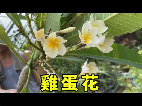 雞蛋花風水禁忌|如何用雞蛋花提升學習運？